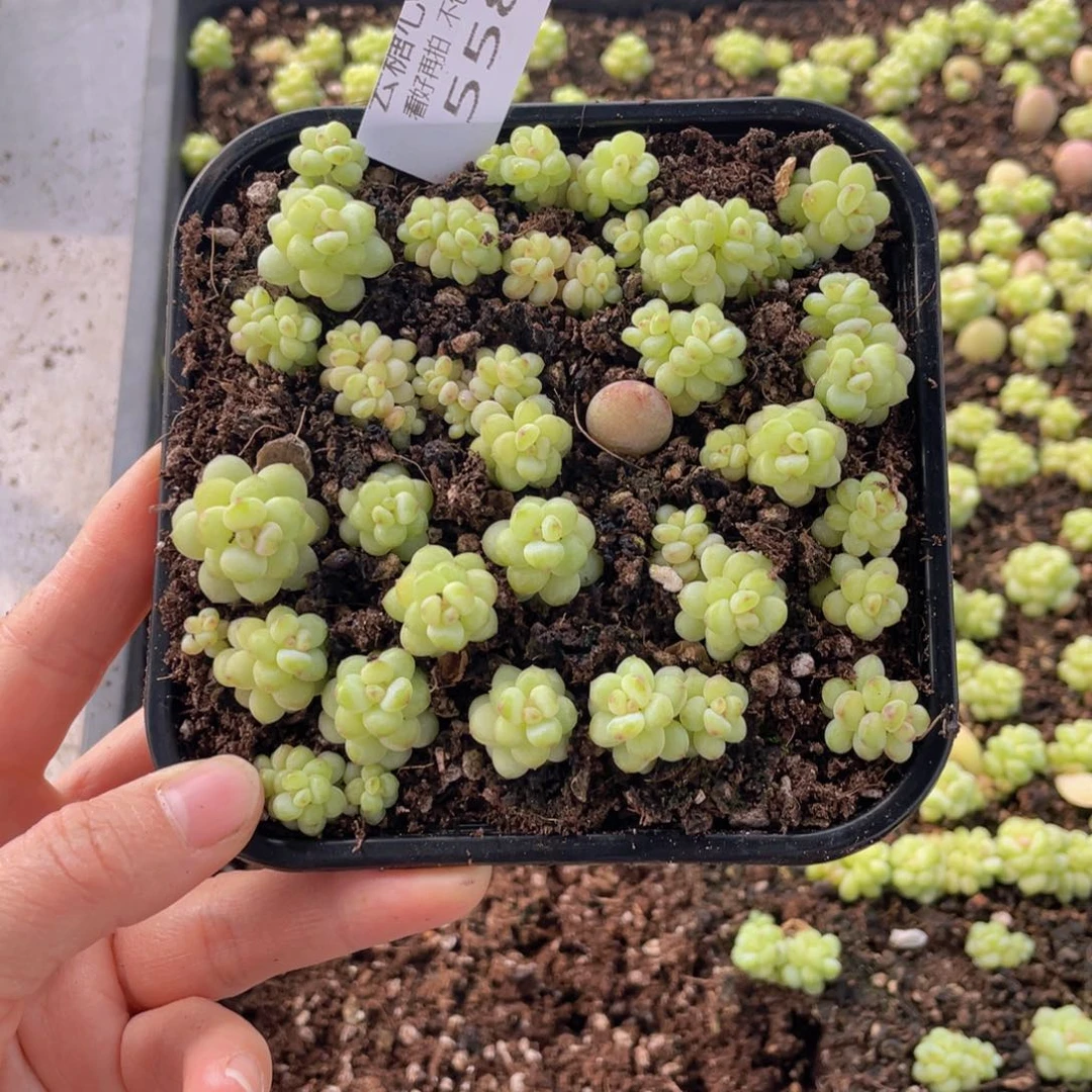 云糖心多肉植物558