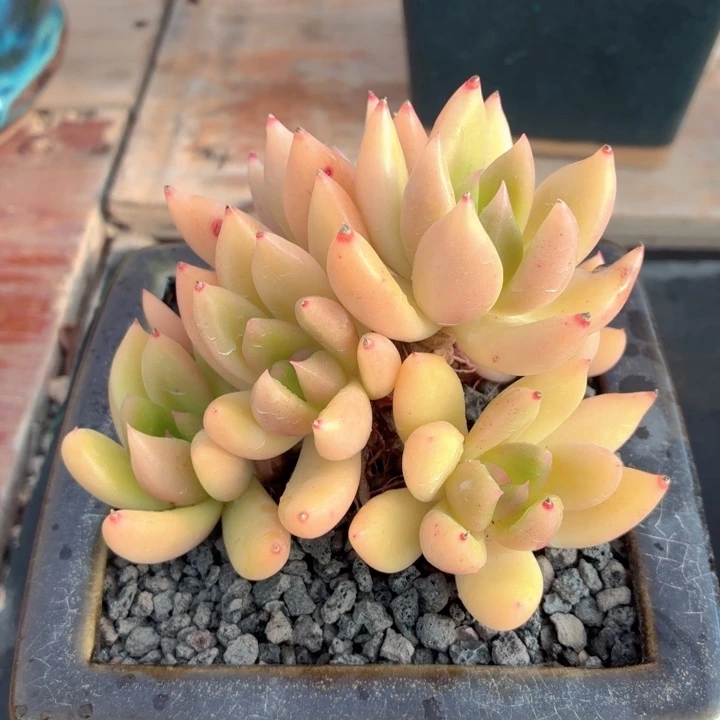 多肉植物 林肯一物一拍-4