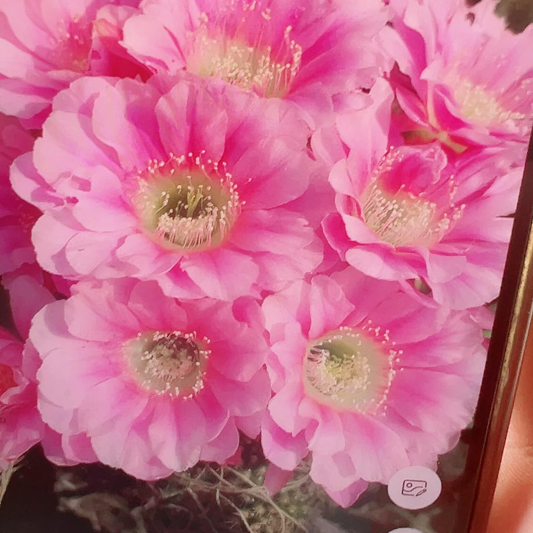 丽花 夕恋侧芽 满20包邮