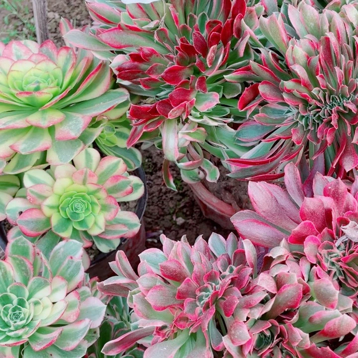 多肉植物组合933