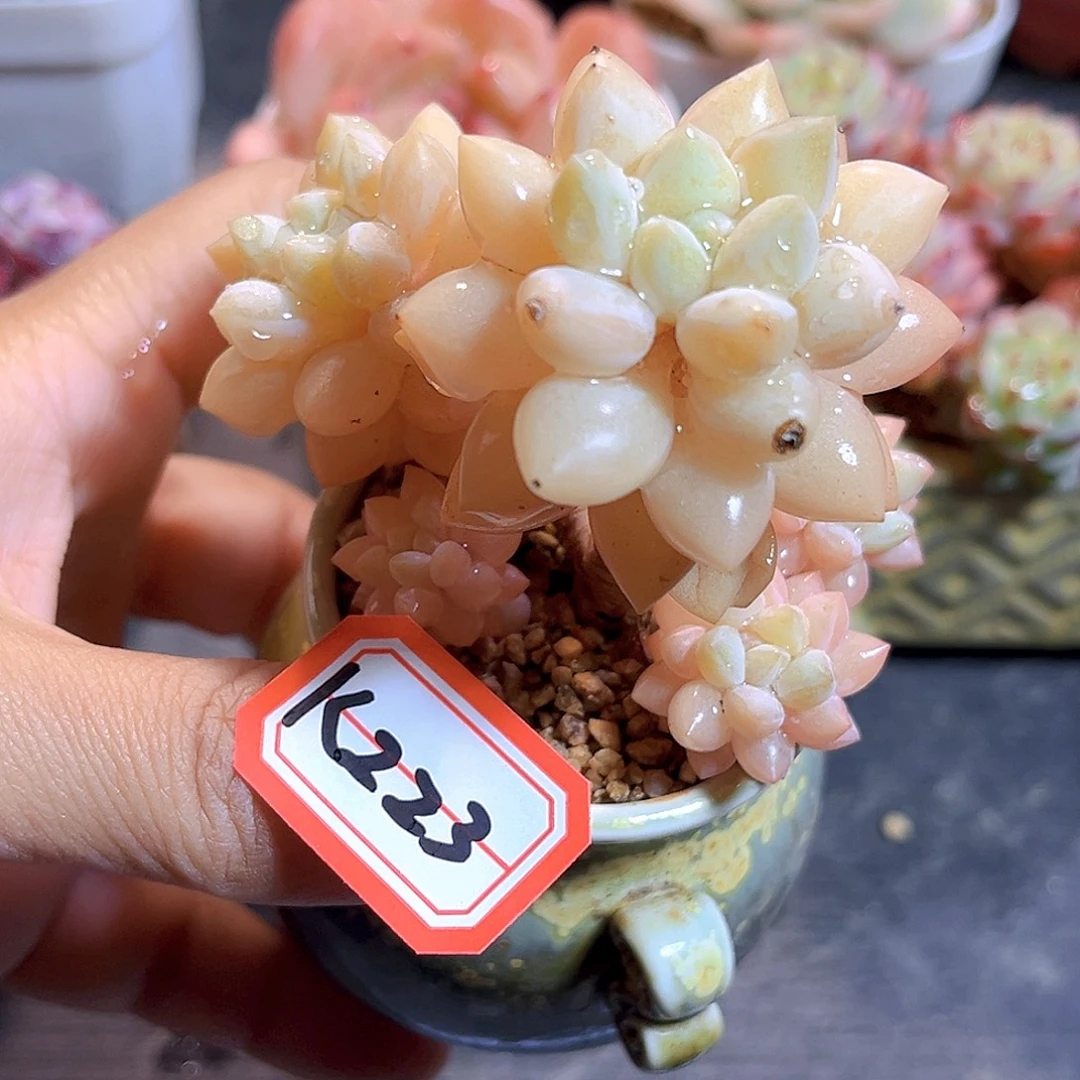 K223   无名 满18包邮