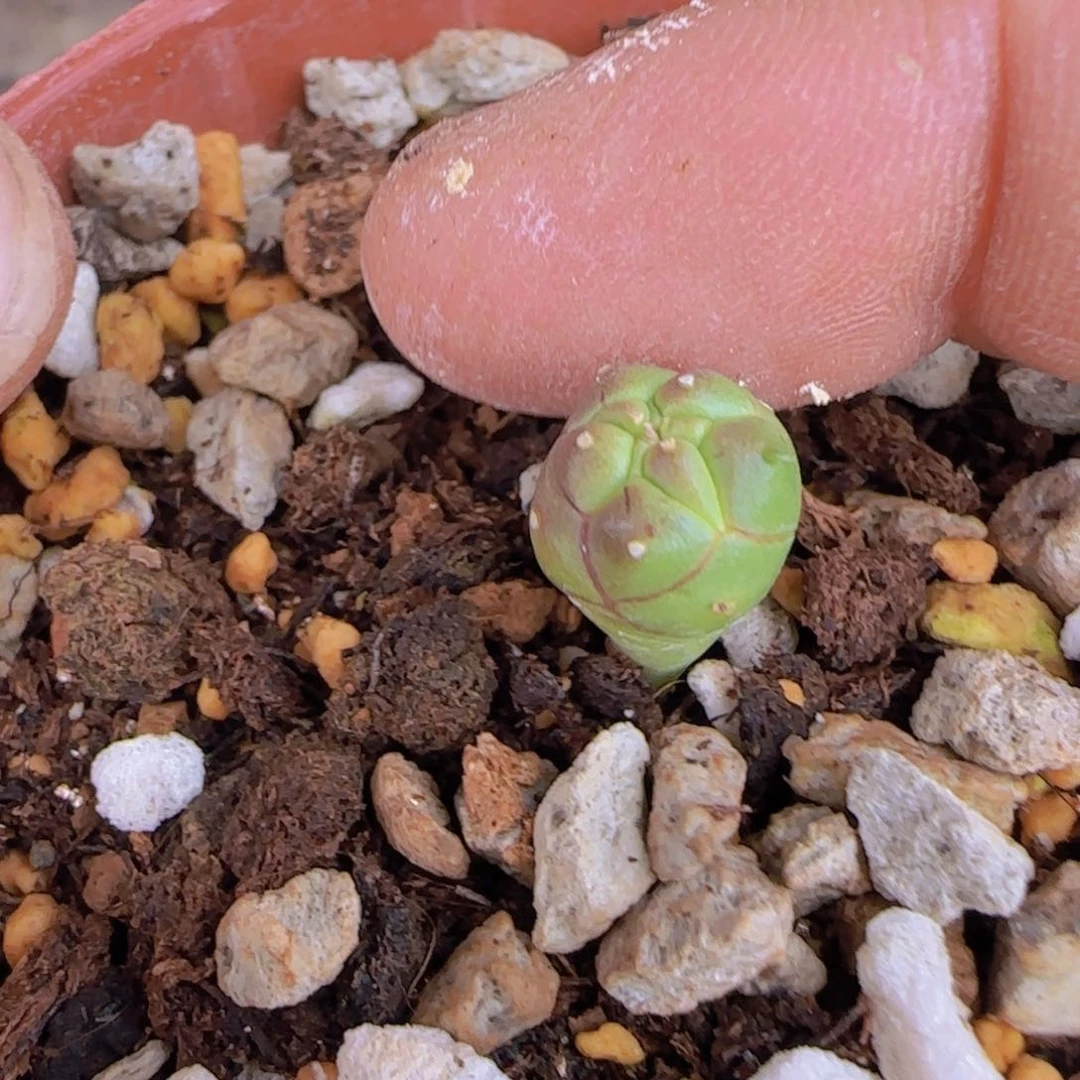 乐*块根植物块根植物