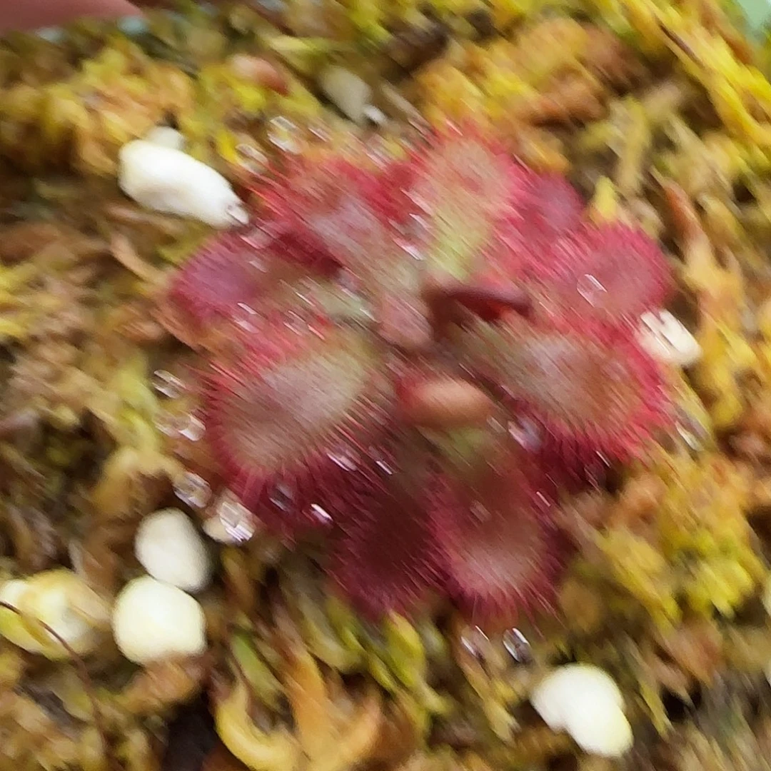 无花朵专拍茅膏菜