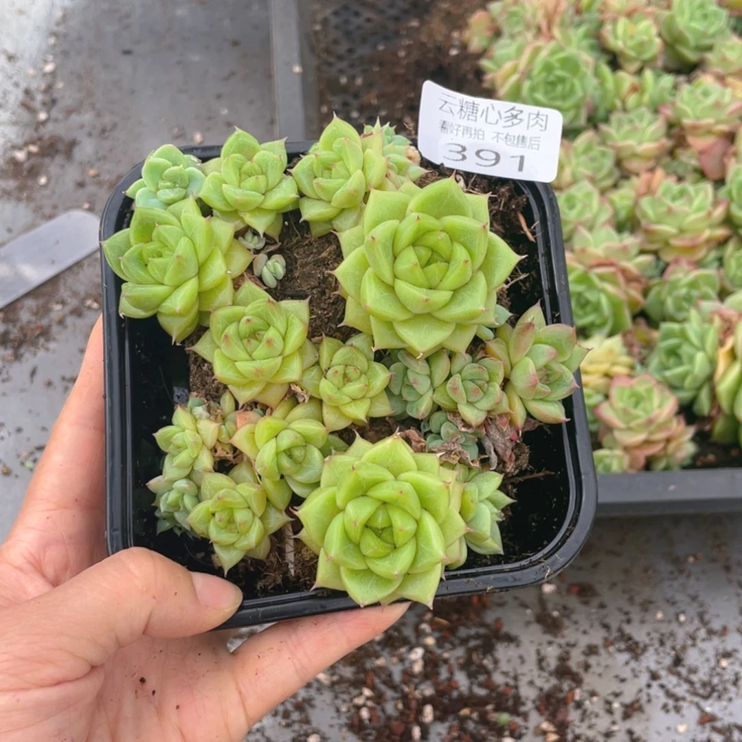 小*云糖心多肉植物391