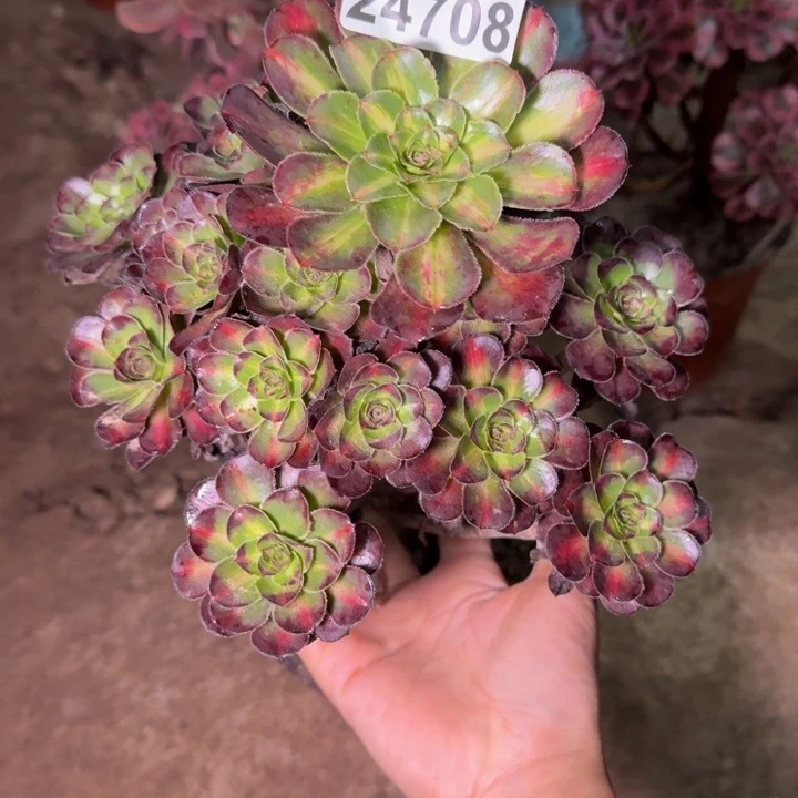 24708南晚霞多肉植物