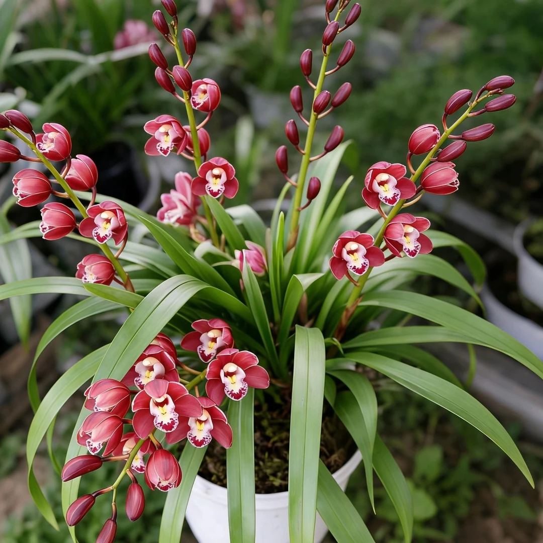 惠兰精品【红宝石】年宵花浓香型室内外摆放绿植盆栽花卉兰花