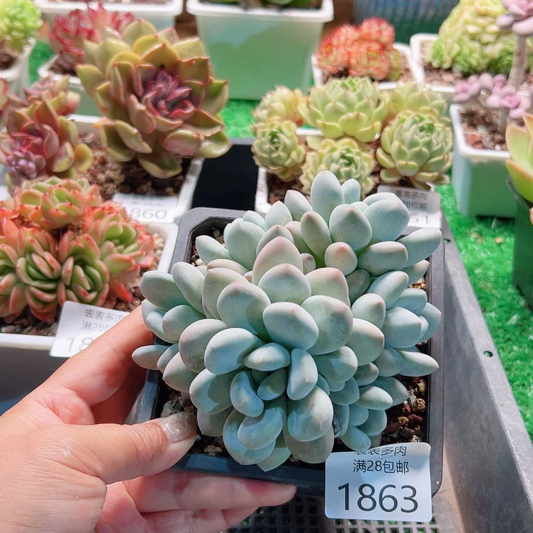 多肉一物一拍植物1863