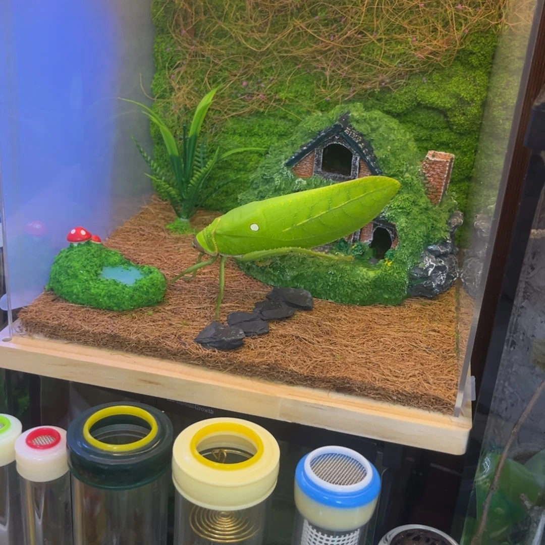 兔***兔全品巨拟加实木生态拍拍拍