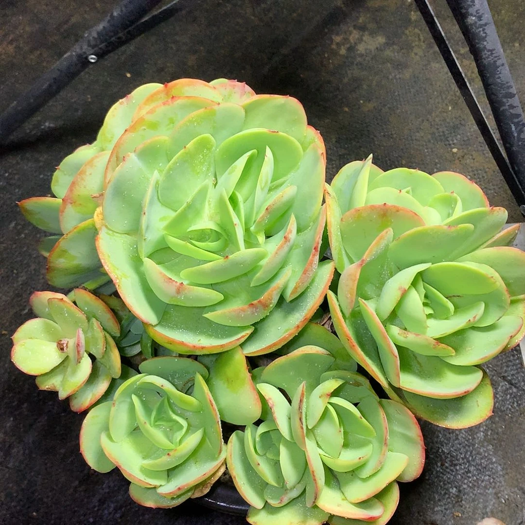 碧桃多肉一物一拍4-20