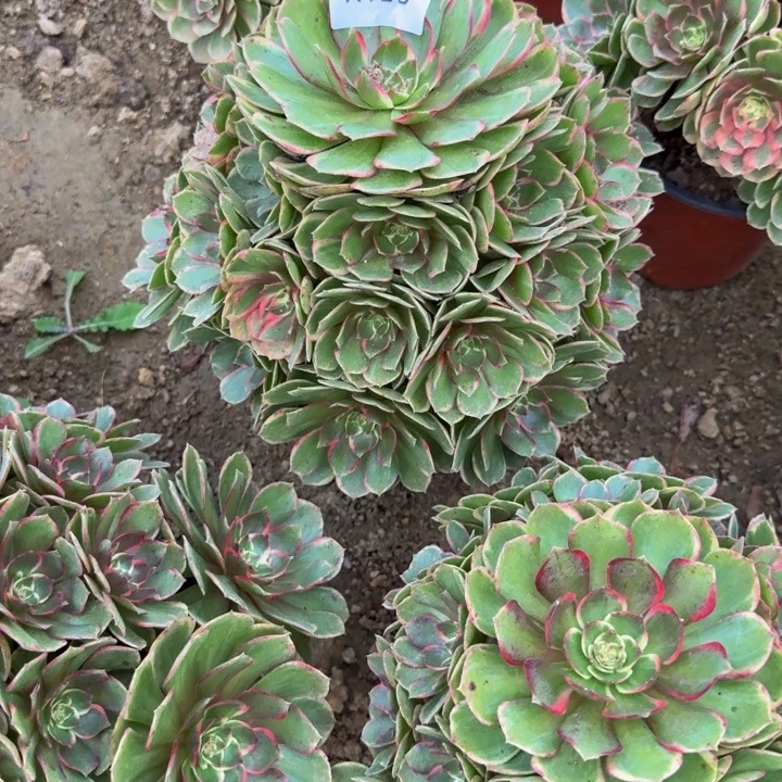 123粉花妖。多肉植物