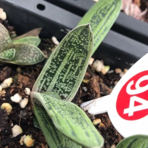 旋转蜗牛花锦蜗牛