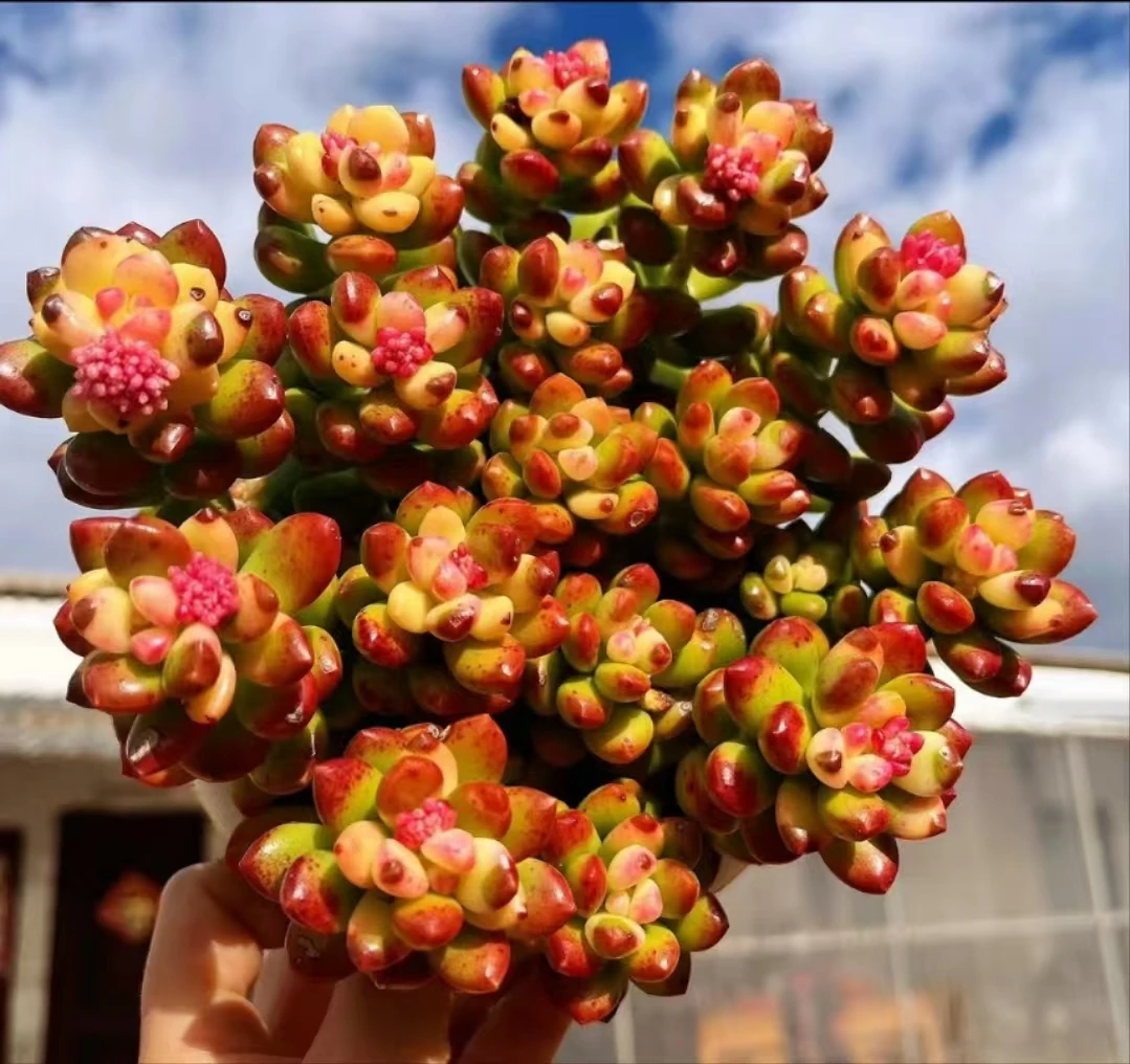 Y年宵花大彩虹香豆【元旦迎新】【年宵纳福】多肉植物 带盆带土发货