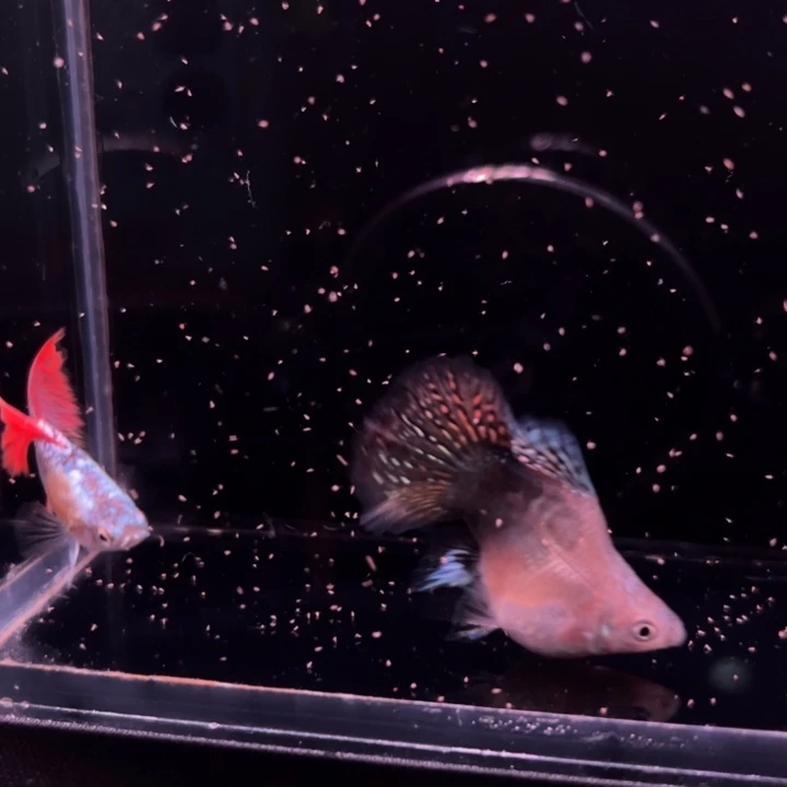 海水鱼龙鳞球种鱼1对