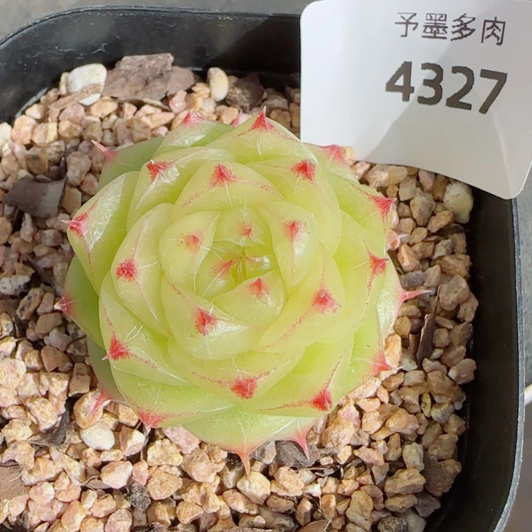 奶油，4327多肉植物