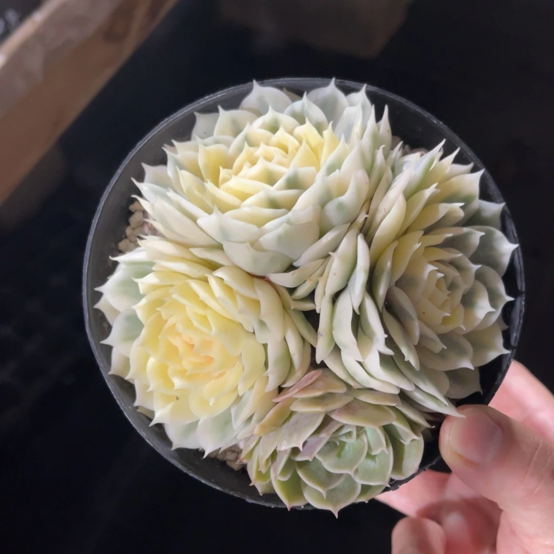 盎司诺锦 一物一拍不支持退换