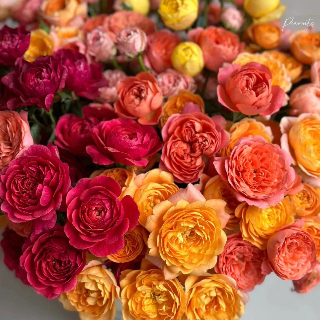 云花巷#【稀有果汁系列】高品质鲜切花云南基地直采顺丰直发