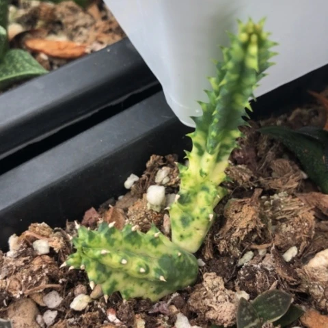 多肉植物锦多肉植物