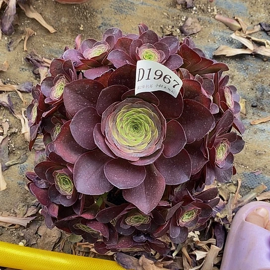 1967魅金玫瑰多肉法师锦