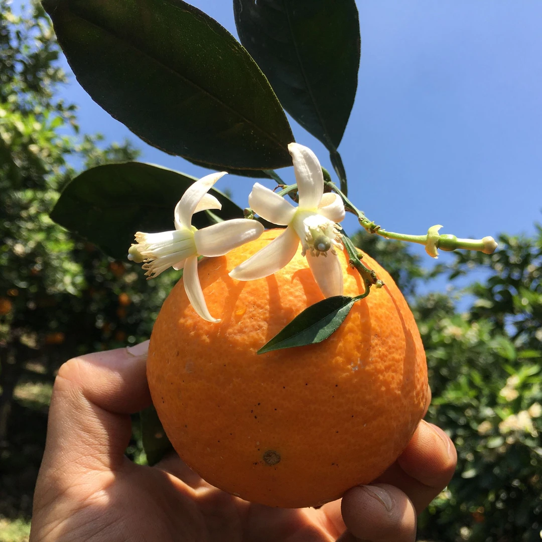 秭归帝王橙纯甜伦晚春橙 历经16个月的日积月累 回甘悠长纯甜无酸