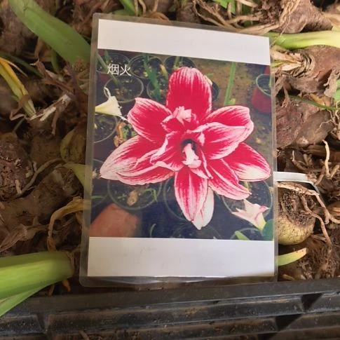 当前无花朵，栽培后可花朵烟火小球带盆发货