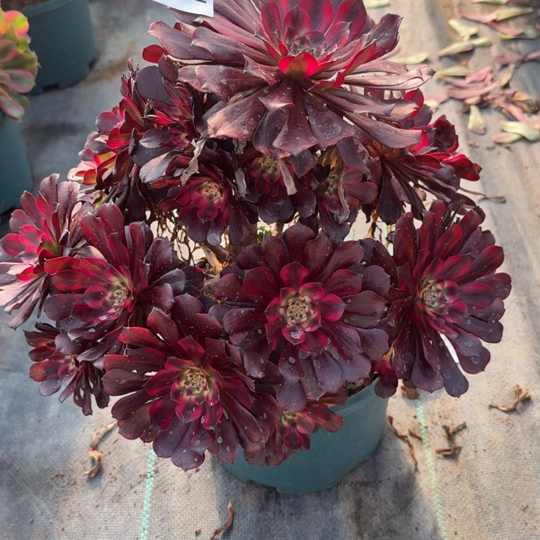 502美肌多肉植物福利