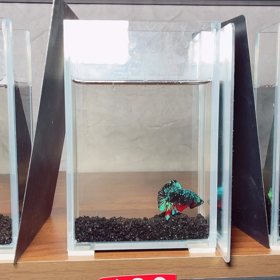 斗鱼暗黑将军公鱼