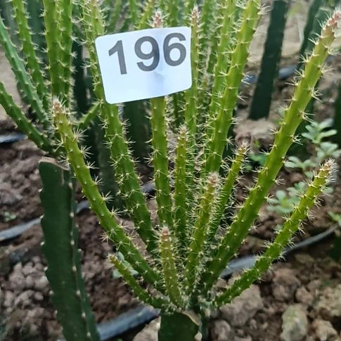 鼠尾令箭糖果粉色花一棵196