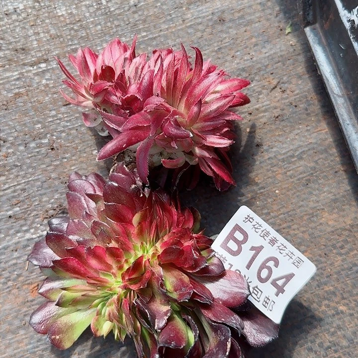 多肉法师缀化福利