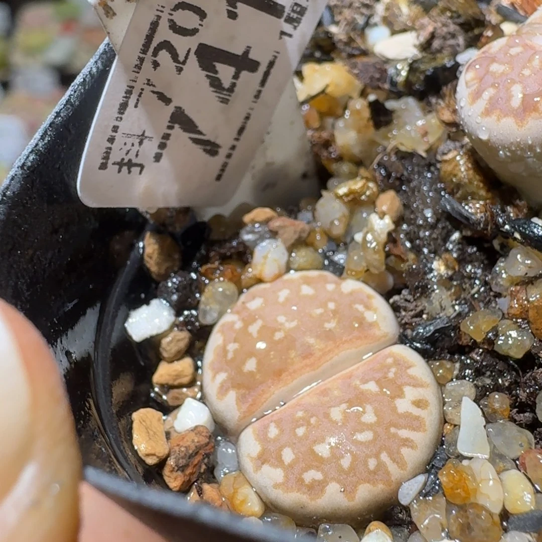 SSss精品清仓了741