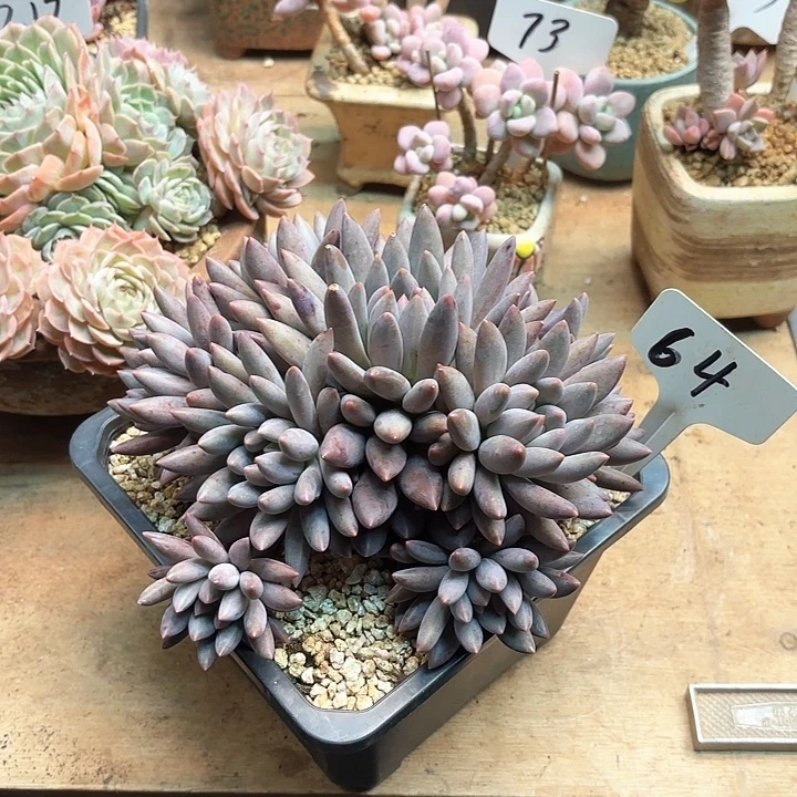 多肉植物，红蜻蜓64号