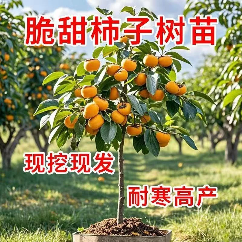 嫁接柿子树苗脆甜柿苗果树苗甜柿日本脆柿地栽南北方当年结果特大