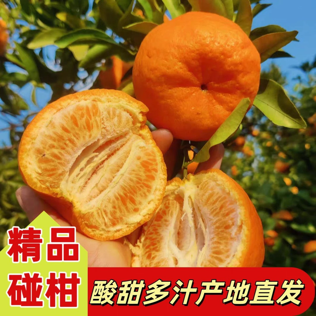 椪柑新店特惠四川青神椪柑特产橘子新鲜水果农户直发正宗新鲜椪柑