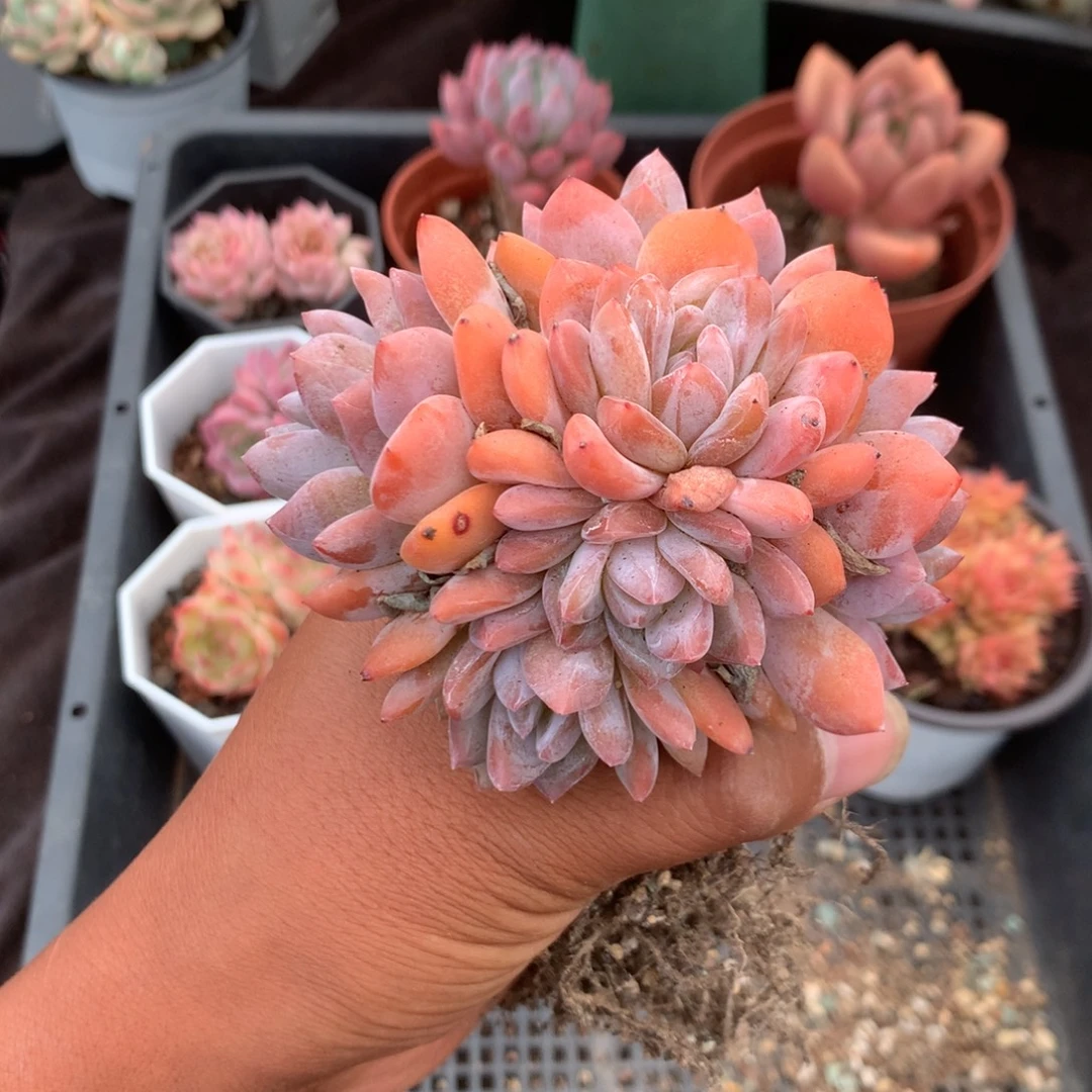 那就是说要有好朋友一起吃饭