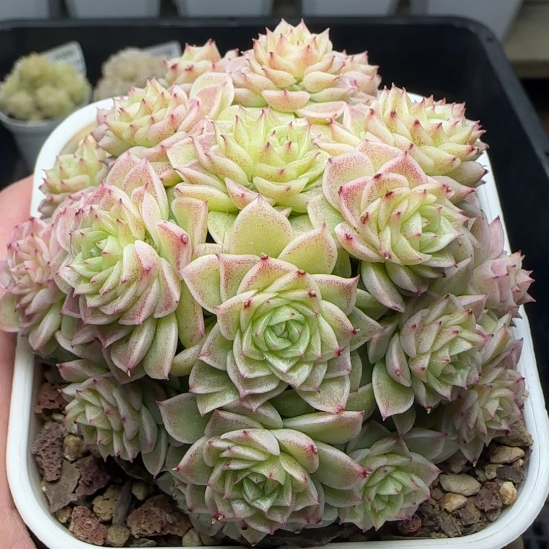 0218-154优选麦秆