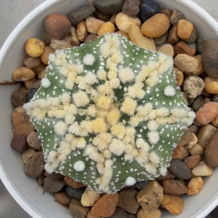 4.5海星泰奇棱间花园