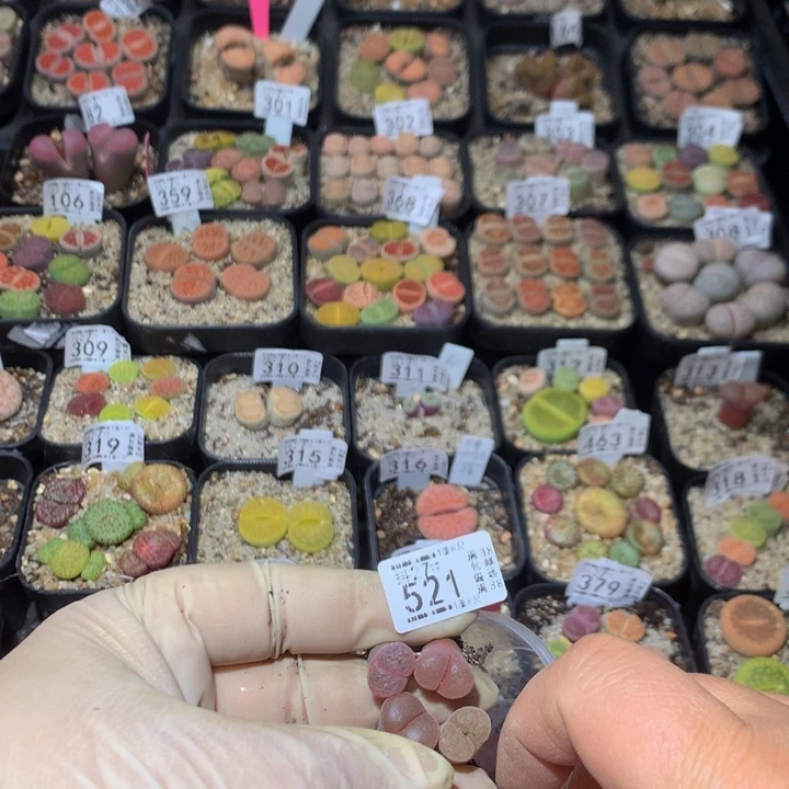 j**a精品生石花27.521