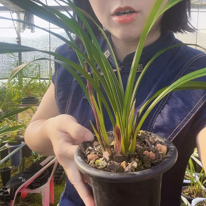 飞***缈完全开放暮山紫4.1
