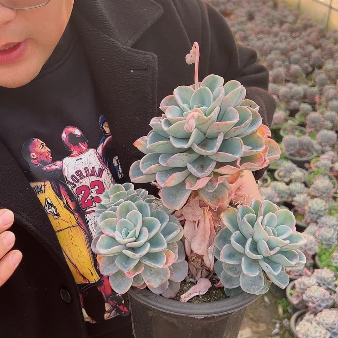 美尻单头带多仔超级大大盆