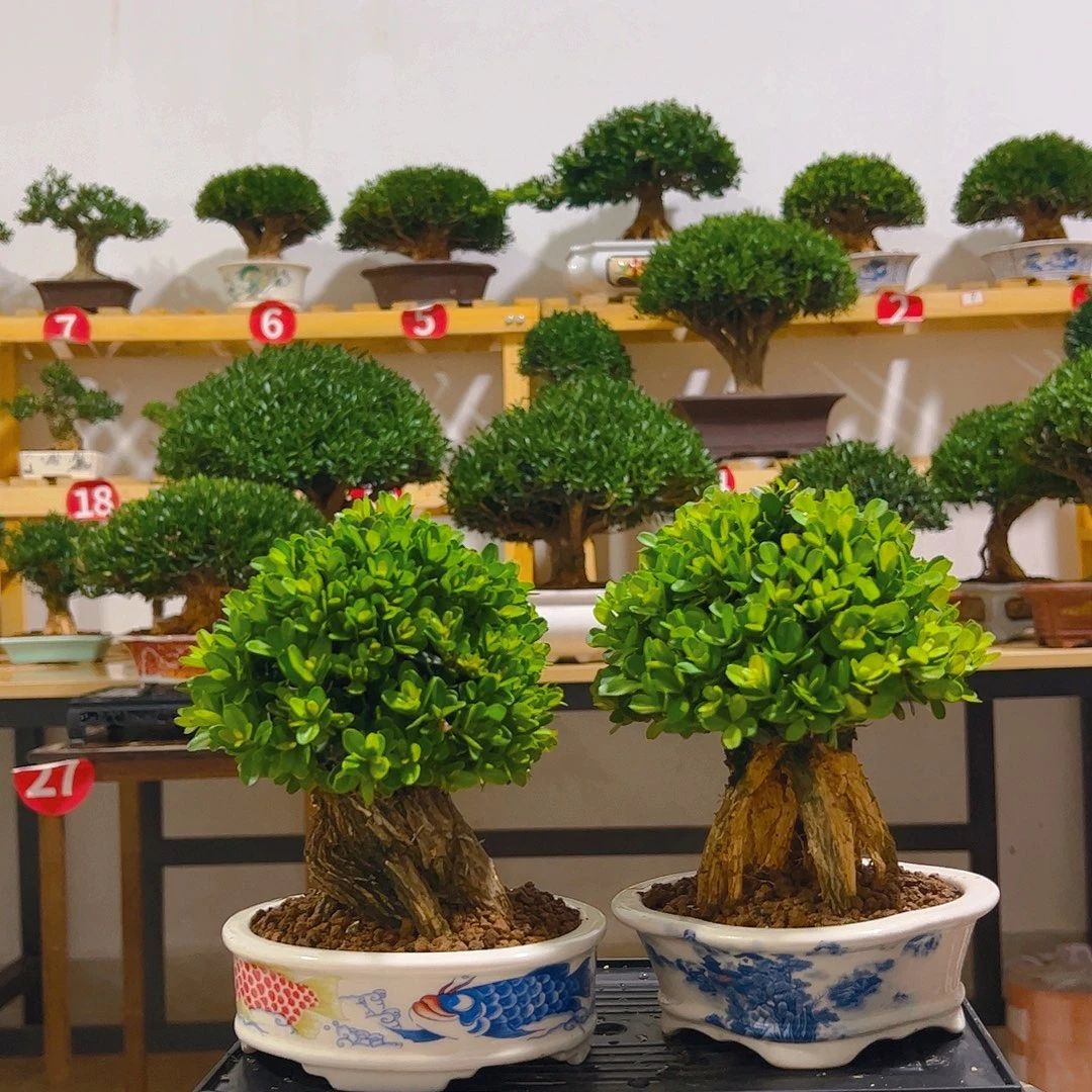 小***8无花朵黄杨一物一拍盆景