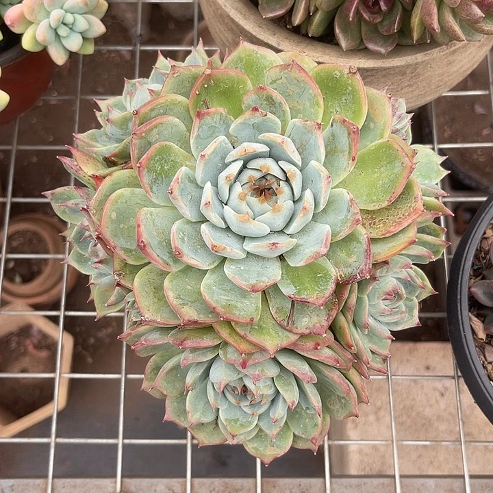 晨语多肉，一物一拍吉娃娃