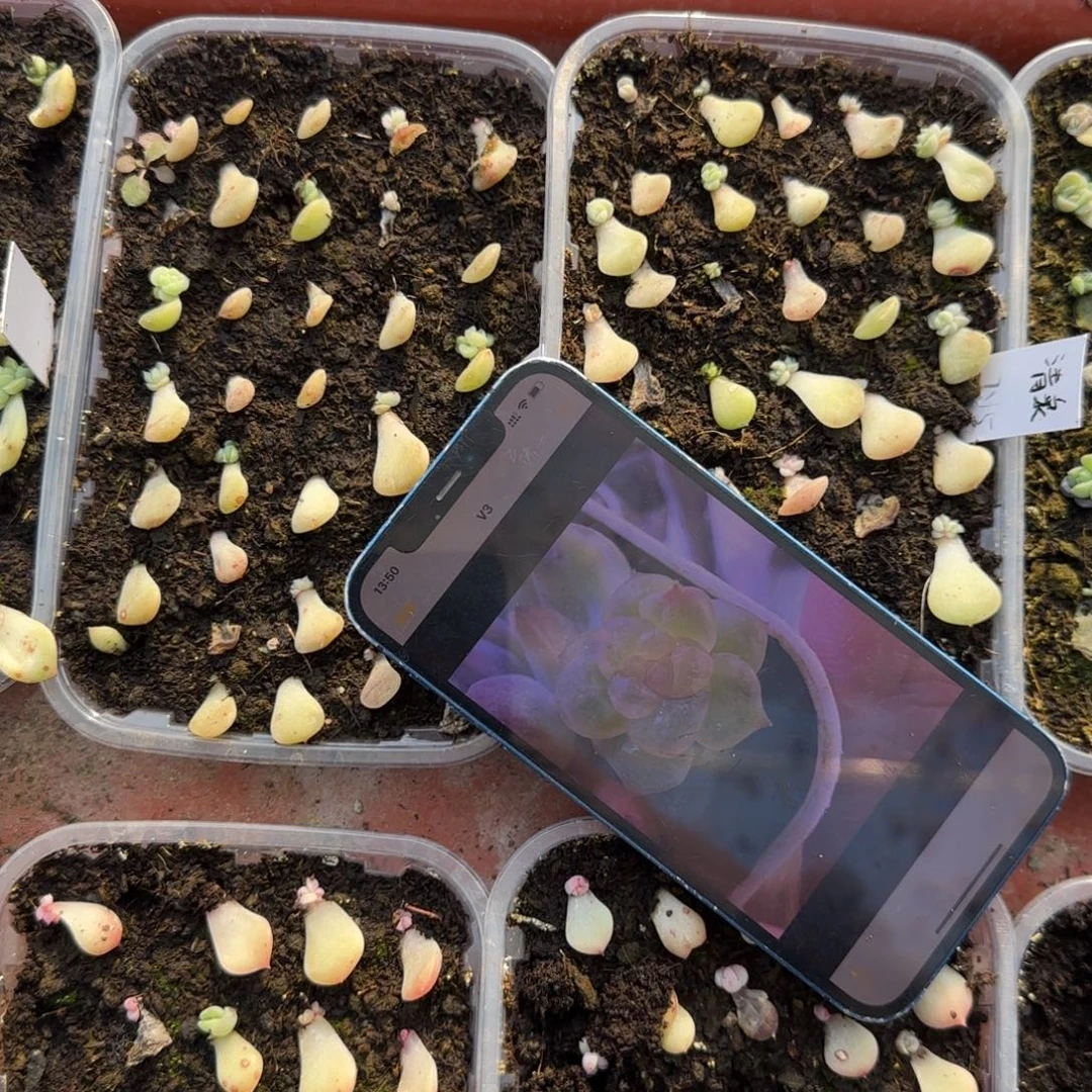 清泉芝麻穴2个满25包邮