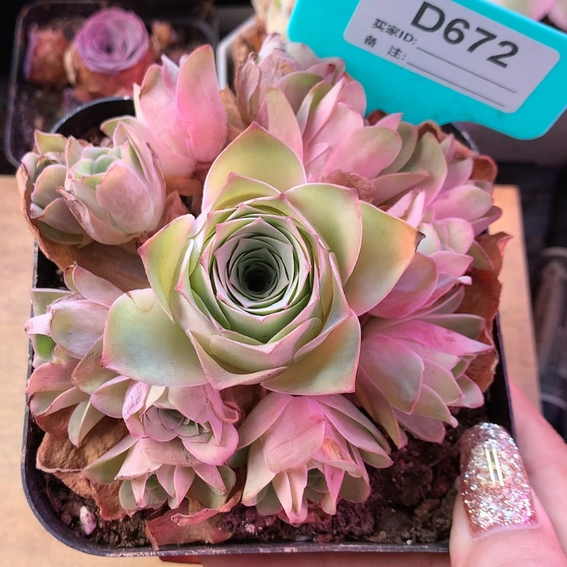 【闪购商品】紫芙672