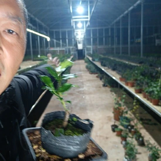 无花朵金弹子天珠030