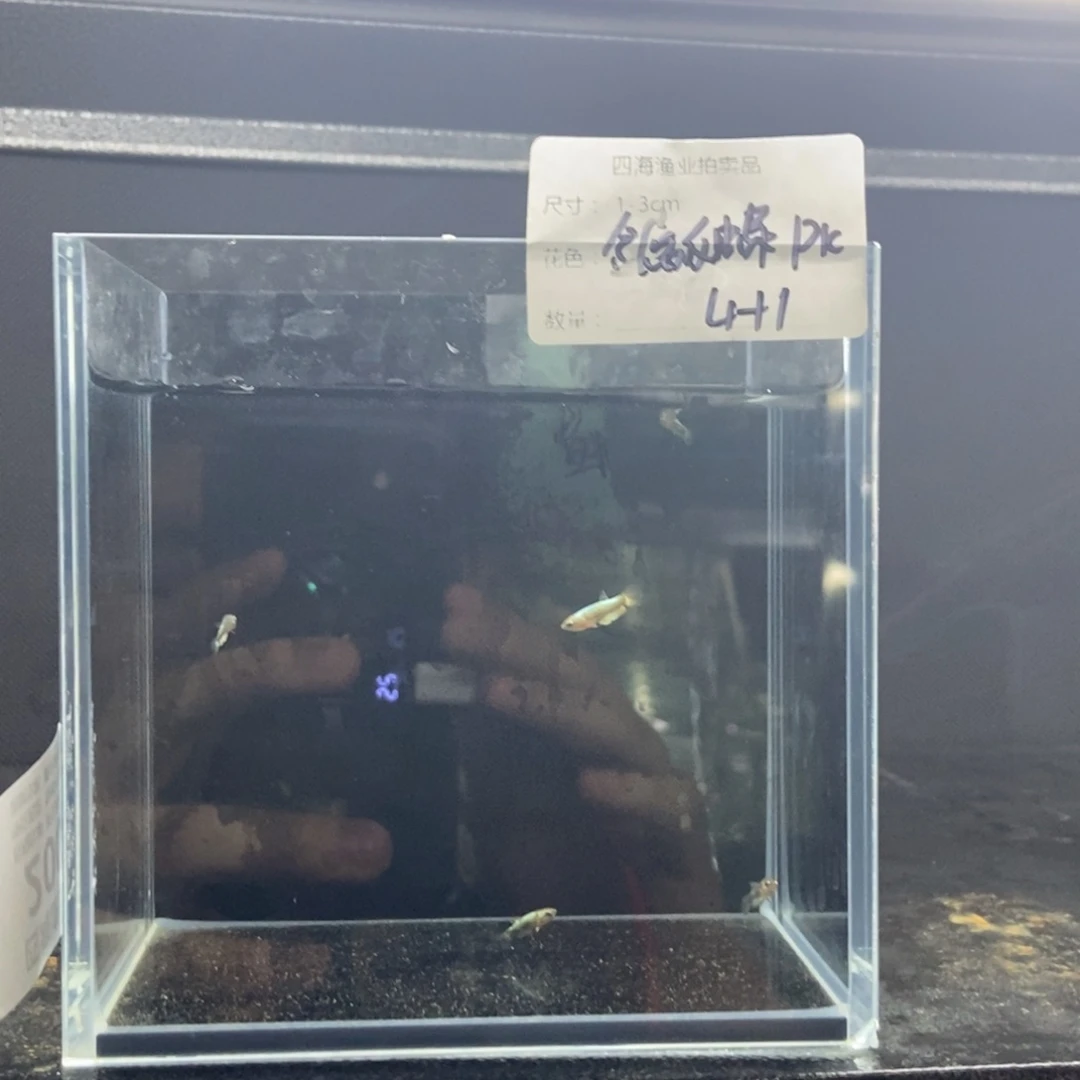 斗鱼包活不包损所见即所得200