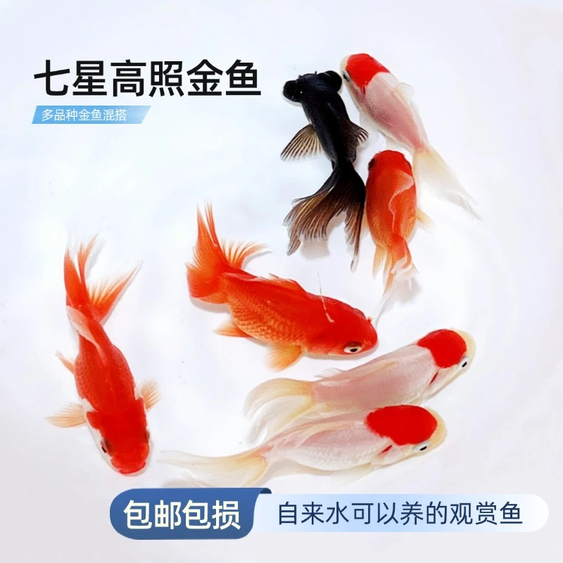 【国粹金鱼】8条6-8厘米丹顶红狮金鱼鎏金金鱼龙睛金鱼随机混搭
