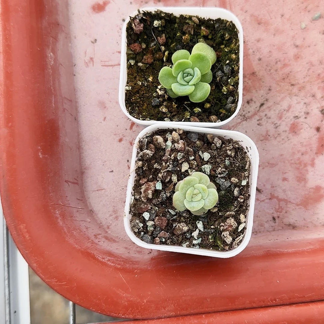 青梅盆一个满25包邮