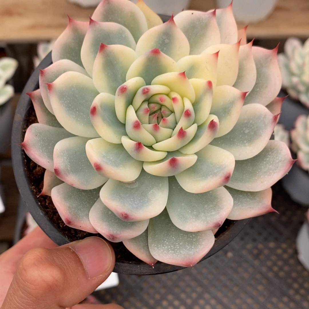 吉娃娃锦多肉植物8790