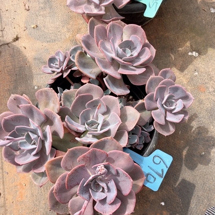 晨语多肉一物一拍670