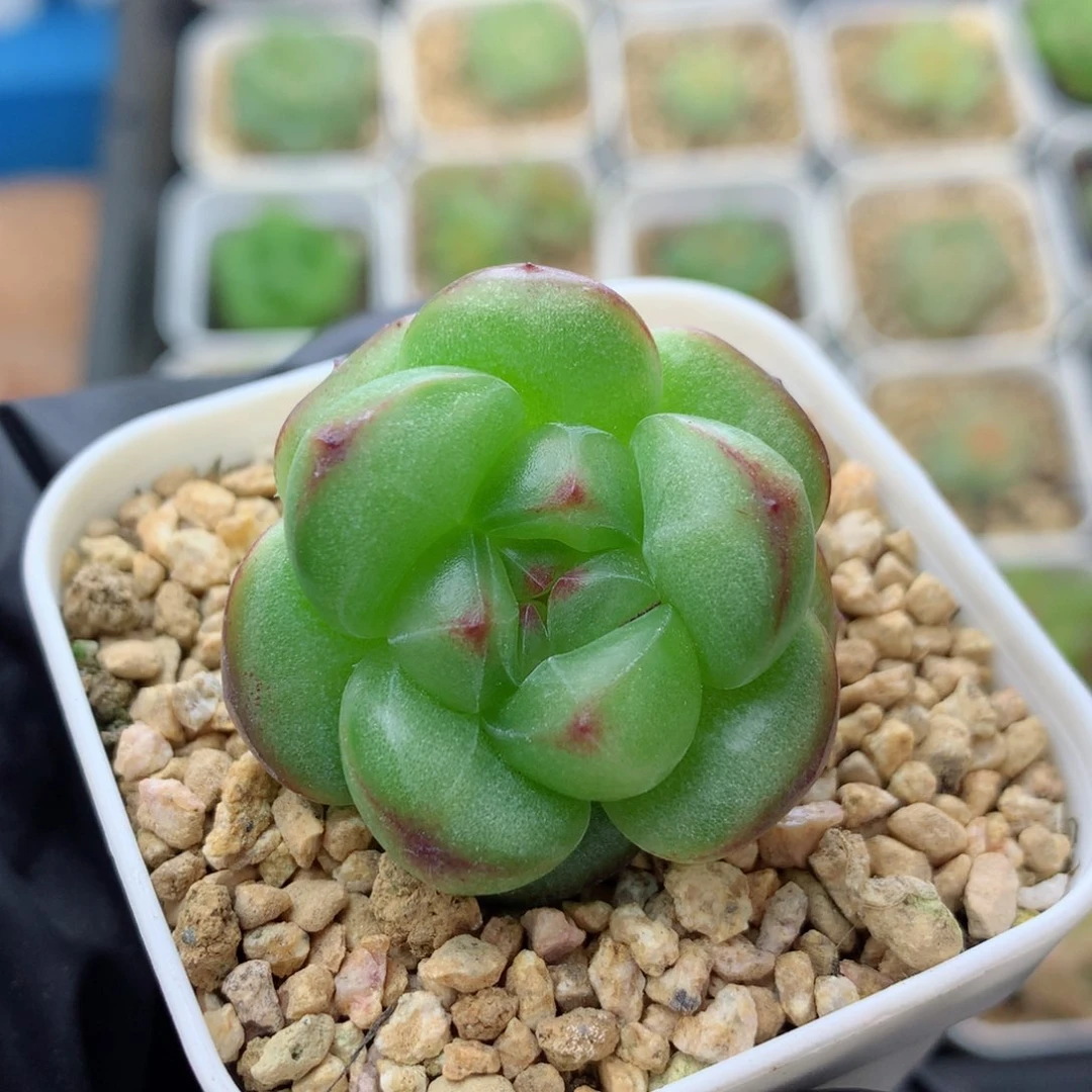 58包邮  群生不包整 遥遥82