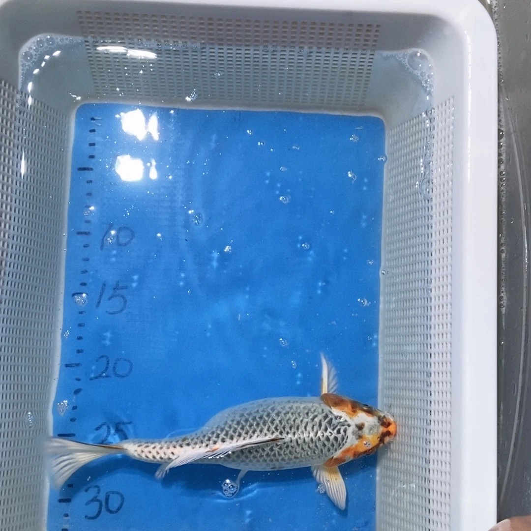 锦鲤锦鲤包邮包售后